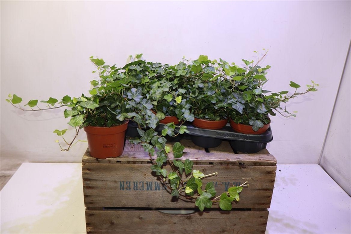 <h4>arr8 Hed He Wonder</h4>