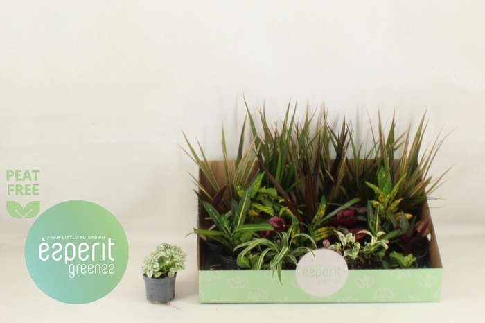 <h4>KAMERPL GEM OV</h4>