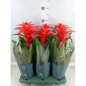 Guzmania  'Calypso'