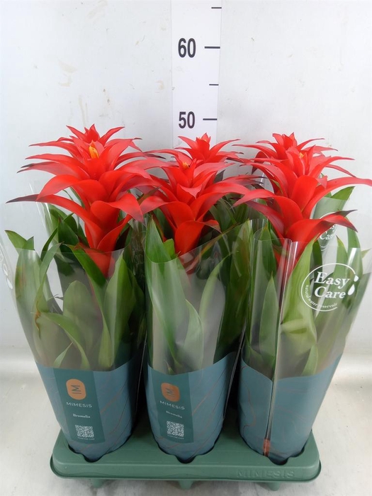 <h4>Guzmania  'Calypso'</h4>