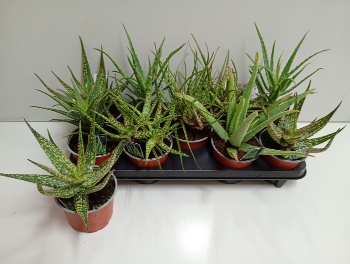 <h4>ALOE GEM</h4>