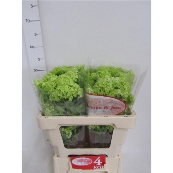 <h4>Viburnum opulus 'Roseum'</h4>