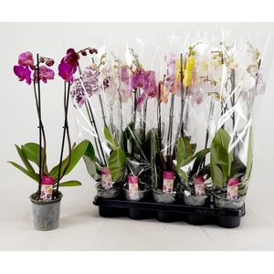 PHAL GEM