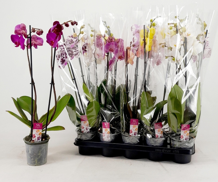 <h4>PHAL GEM</h4>