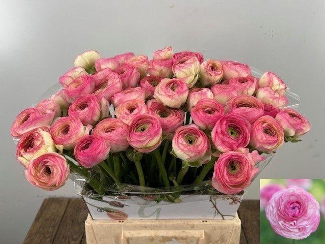 <h4>RAN SU FELICIDADE</h4>