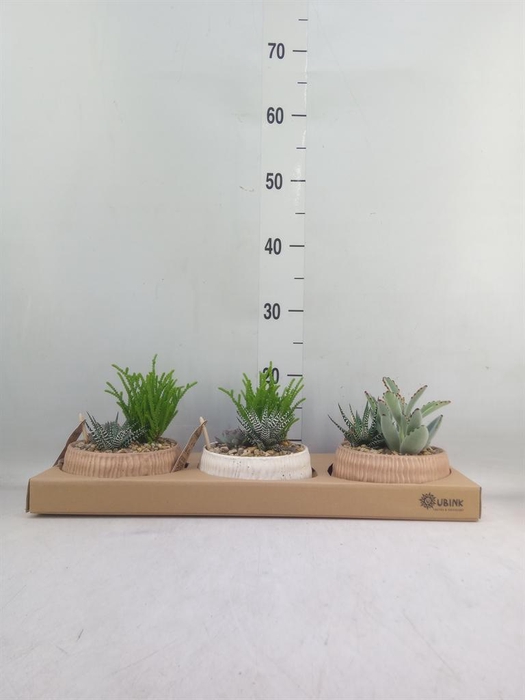 <h4>Arr.  Succulents L%</h4>