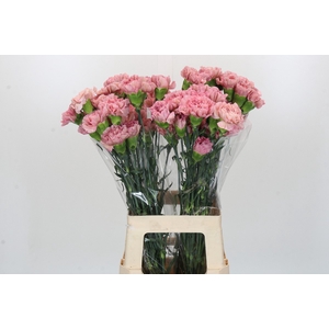 Dianthus St Lege Pink