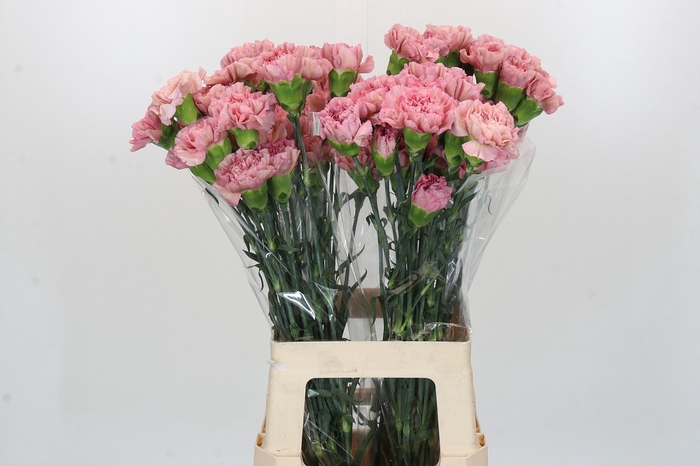 <h4>Dianthus St Lege Pink</h4>