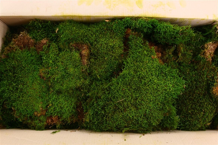 Pres Flatmoss Mossgreen 5kg Box