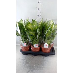 Dieffenbachia  'Compacta'