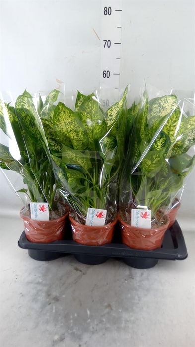 <h4>Dieffenbachia  'Compacta'</h4>