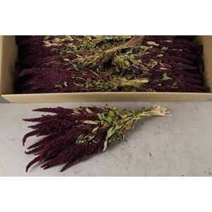 Df Amaranthus Red Bs