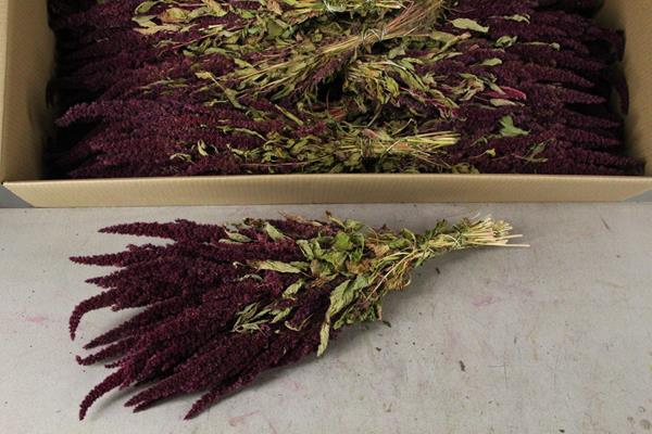 <h4>Df Amaranthus Red Bs</h4>