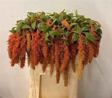 <h4>Amar Ca Brown Spider</h4>