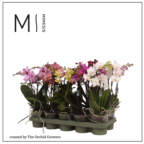 <h4>Mimesis Phal. Multi Mix - 3 spike 12cm</h4>