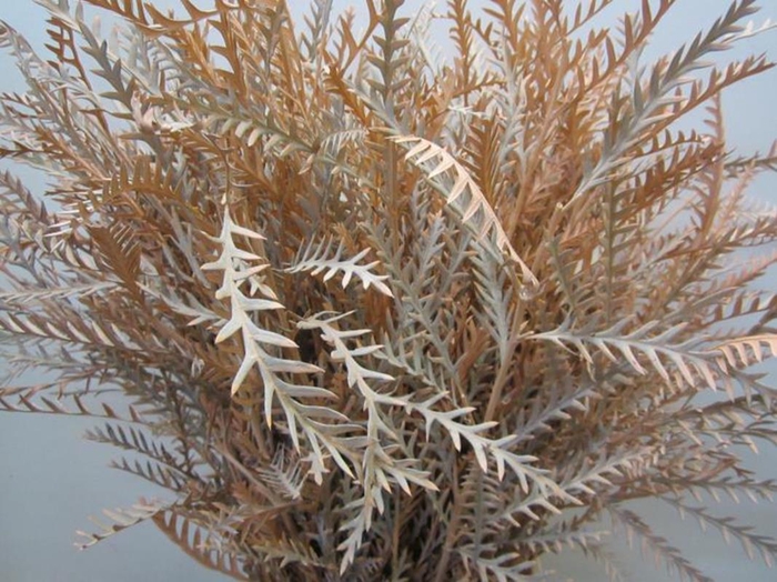 <h4>Ivanhoe Zalm</h4>