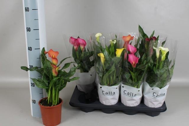 <h4>ZANT GEM 5 KL</h4>