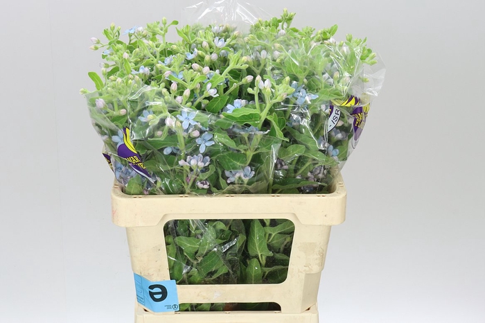 <h4>Oxypetalum Coeruleum</h4>