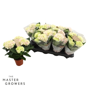Hydrangea macr. 10cm Hi Diamond 3+ bloem