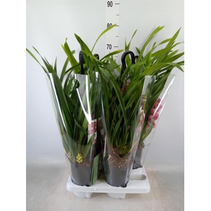 Cymbidium  'Ruby Eyes Red Baron'