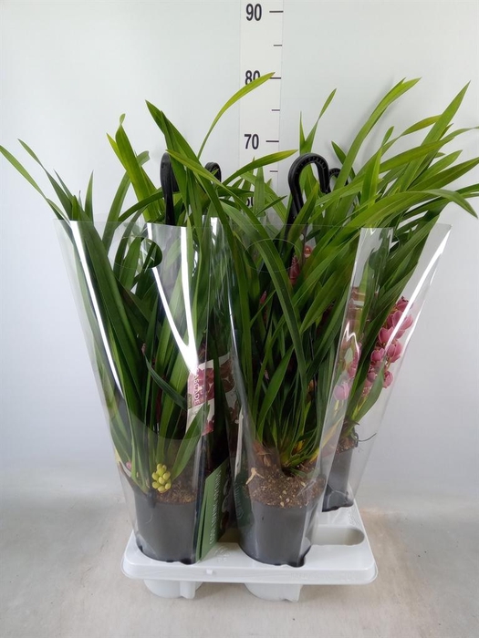 <h4>Cymbidium  'Ruby Eyes Red Baron'</h4>