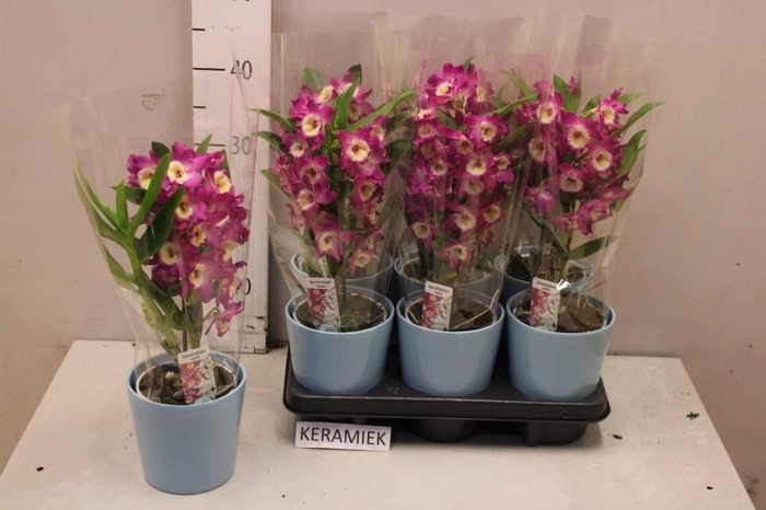 <h4>ARR KAMERPL BLOEI</h4>