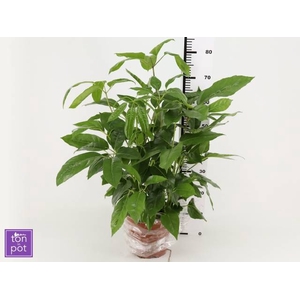 Schefflera actinonhylla 21Ø 80cm
