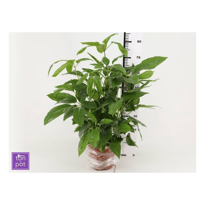 <h4>Schefflera actinonhylla 21Ø 80cm</h4>