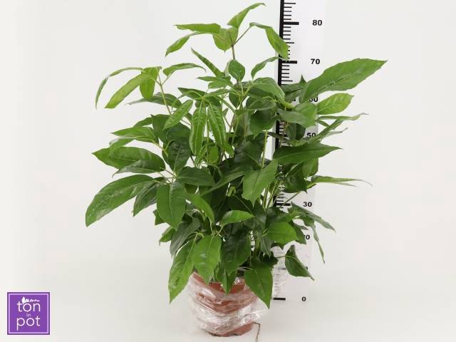 Schefflera actinonhylla 21Ø 80cm