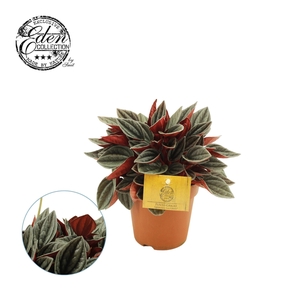 Peperomia Santorini  P12