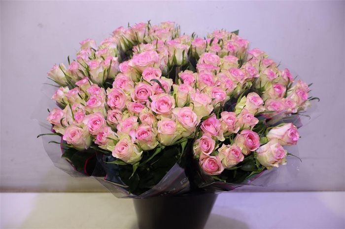 <h4>R Gr Lovely Jewel X10</h4>