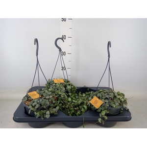 Ceropegia woodii ssp. woodii