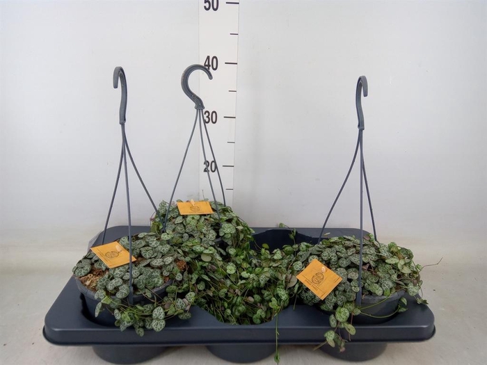 <h4>Ceropegia woodii ssp. woodii</h4>