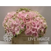 Hydrangea verena