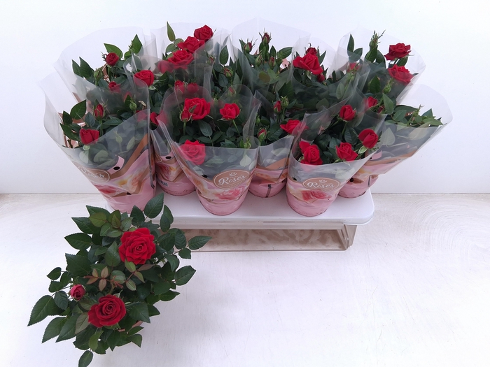 <h4>RO FAV RO RED</h4>