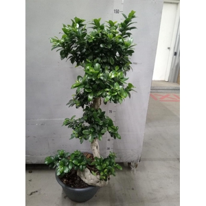 Ficus microcarpa 'Ginseng'
