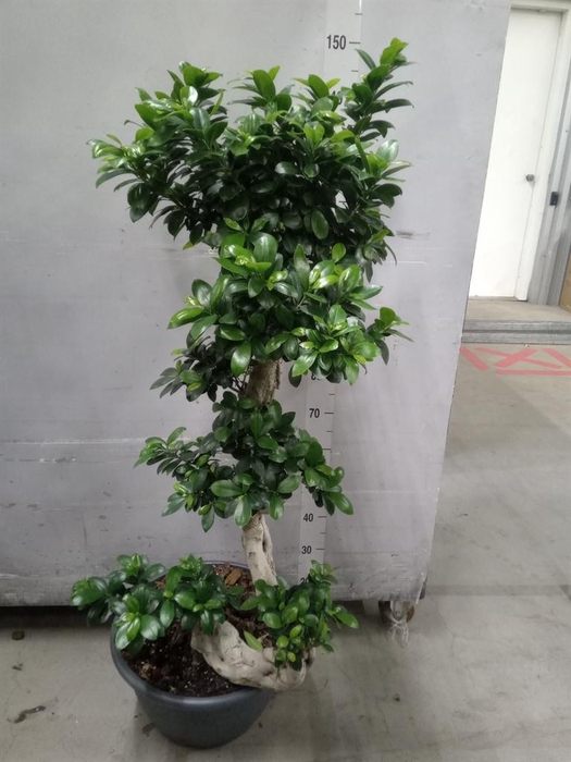 <h4>Ficus microcarpa 'Ginseng'</h4>