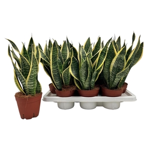 SANSEV FUTURA SUPERB