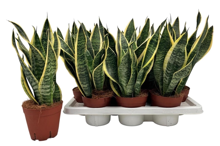 <h4>SANSEV FUTURA SUPERB</h4>