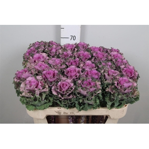 Brass Empire Bogdana