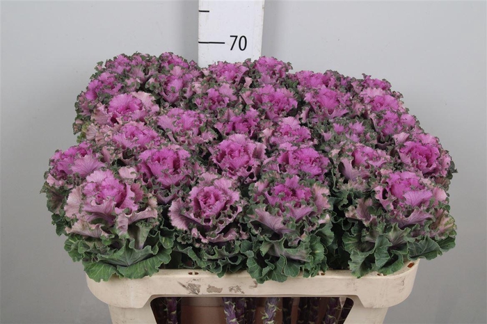 <h4>Brass Empire Bogdana</h4>