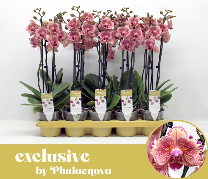<h4>Phalaenopsis Pirate Pico</h4>