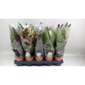 Calathea   ...mix 5