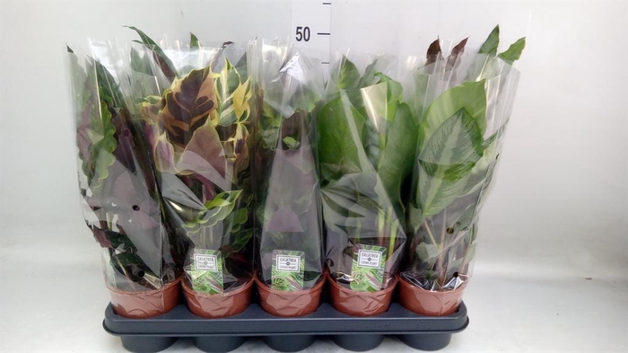 <h4>Calathea   ...mix 5</h4>
