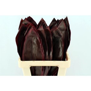 Cordyline Red Leaf 55cm