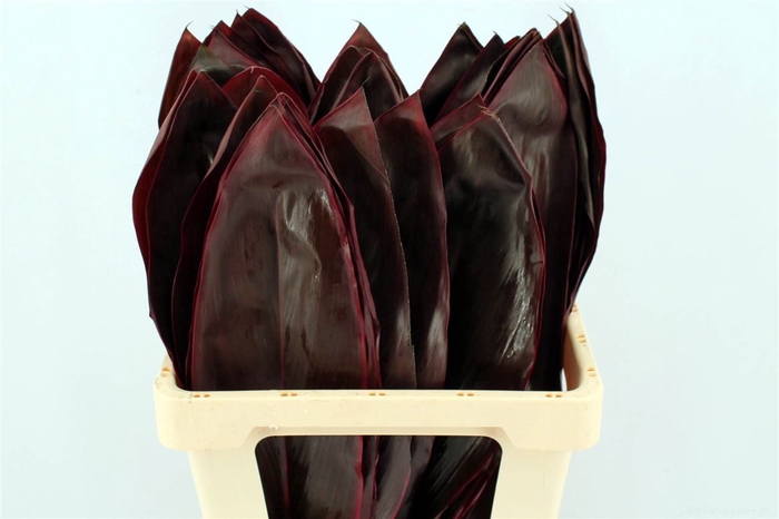 <h4>Cordyline Red Leaf 55cm</h4>