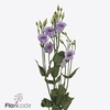 Lisianthus si piccolo lavender
