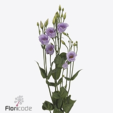 Lisianthus si piccolo lavender