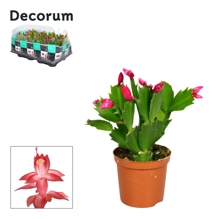 <h4>Schlumbergera - 7 cm - Red (Exotic) - Decorum</h4>