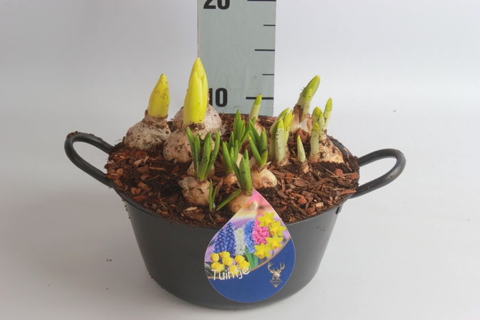 <h4>ARR TUINPLANTEN</h4>